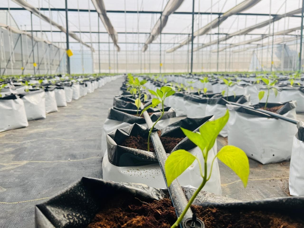 What is Drip Irrigation? Complete Guide for Indian Farmers