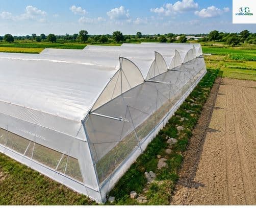 Why Polyhouse Farming Matters: Importance, Benefits & Role in Modern Agriculture